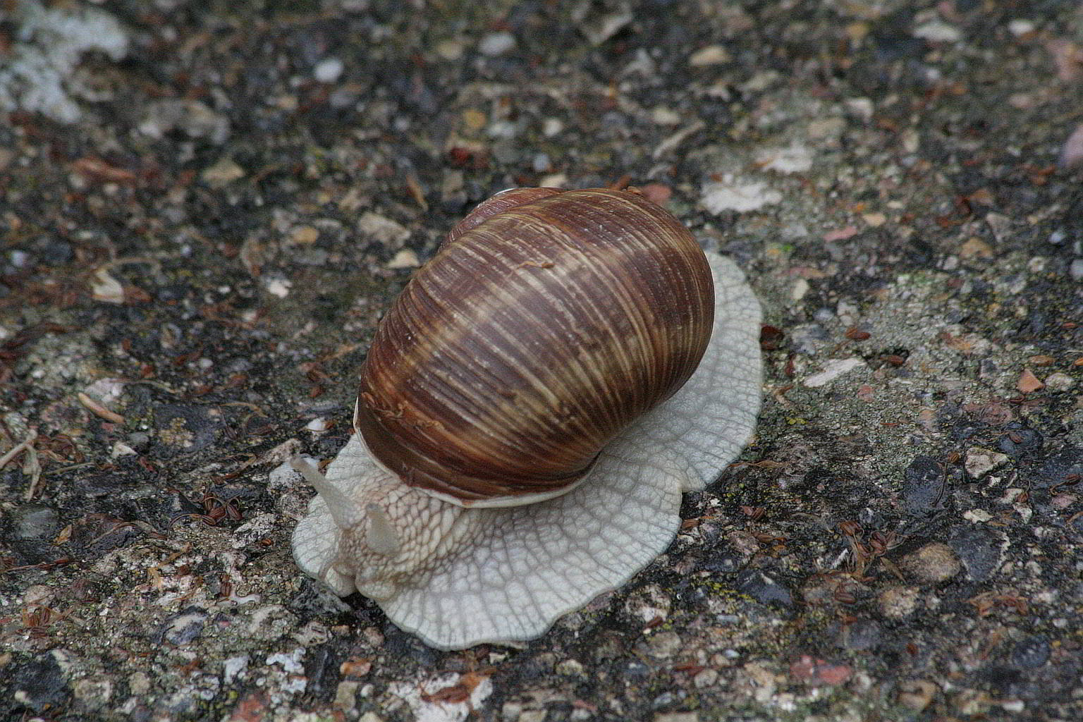 altra lumaca del Baldo